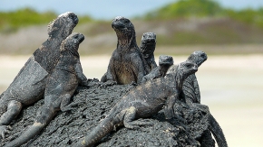 Ecuador-Galapagos-Marine Iguana-Foto iStock Joreasonable.jpg